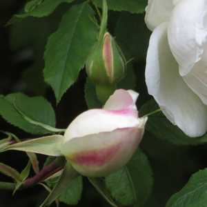 Pоза Мадам Алфреф Кариер - розов - Стари рози-Ноазетова роза
